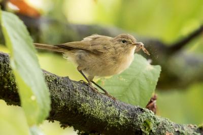 Phylloscopus collybita