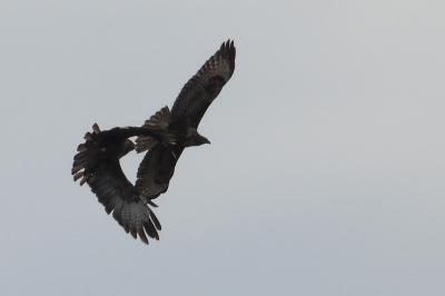 Buteo buteo