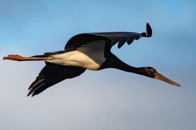 Ciconia nigra