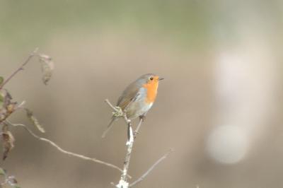 Erithacus rubecula