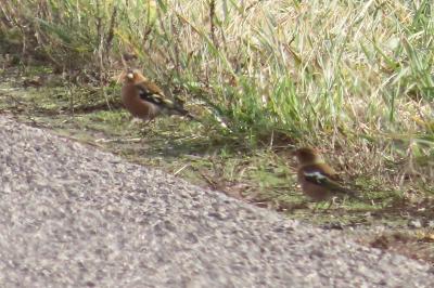Fringilla coelebs