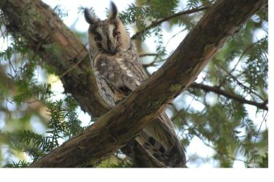 Asio otus