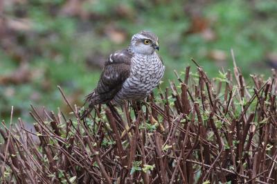 Accipiter nisus