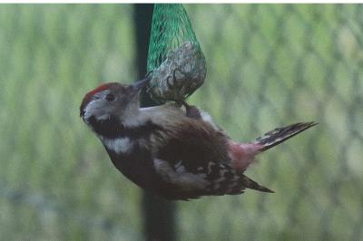 Dendrocopos medius