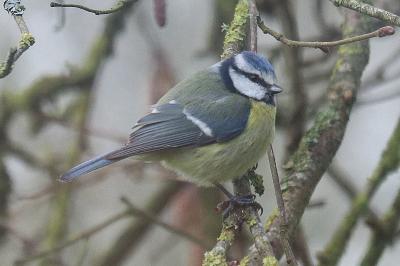 Cyanistes caeruleus