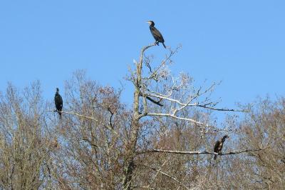 Phalacrocorax carbo