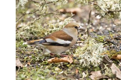 Coccothraustes coccothraustes