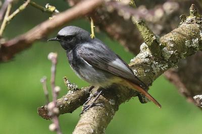 Phoenicurus ochruros