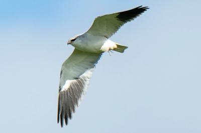 Elanus caeruleus