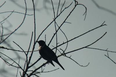 Turdus torquatus