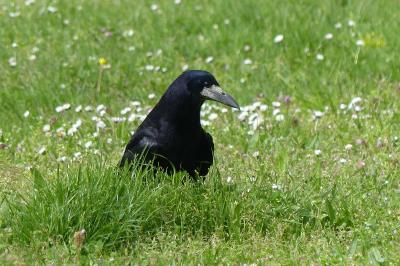 Corvus frugilegus