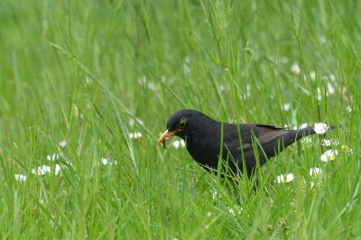 Turdus merula