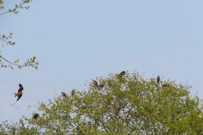 Milvus migrans