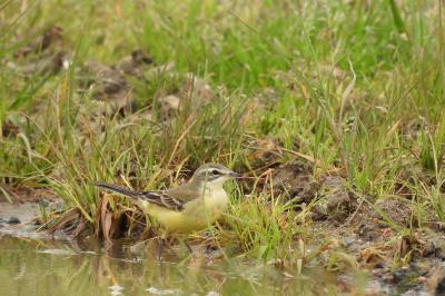 Motacilla flava