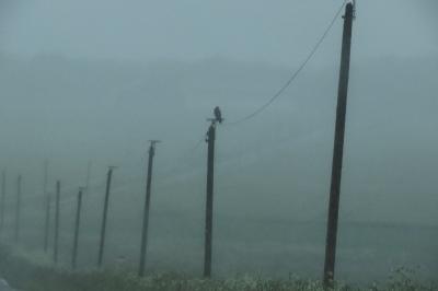 Buteo buteo
