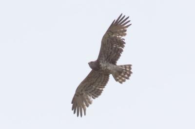 Circaetus gallicus
