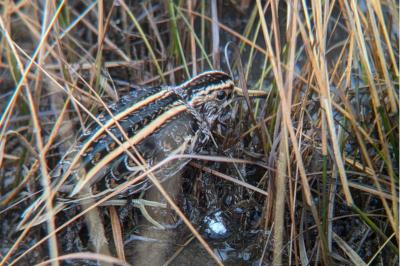 Lymnocryptes minimus