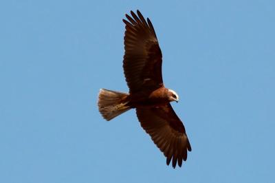Circus aeruginosus