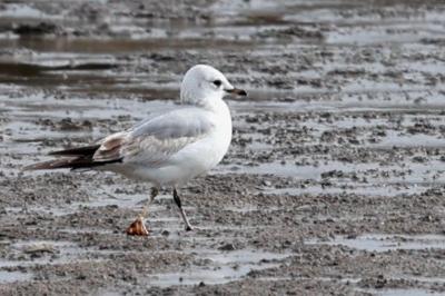 Larus canus