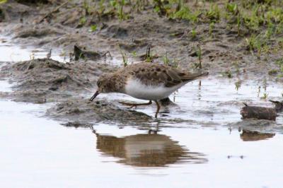 Calidris temminckii