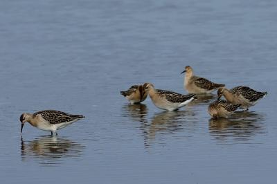 Calidris pugnax
