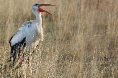 Ciconia ciconia