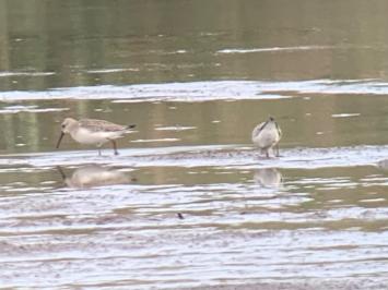 Calidris ferruginea