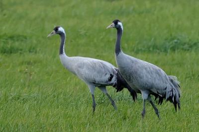 Grus grus