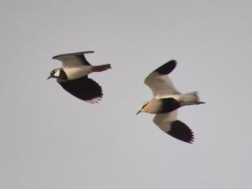 Vanellus gregarius