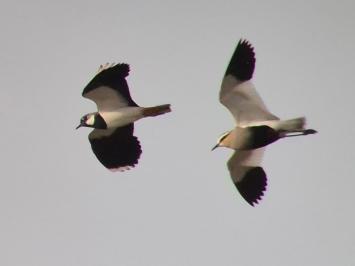 Vanellus gregarius