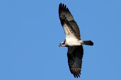 Pandion haliaetus