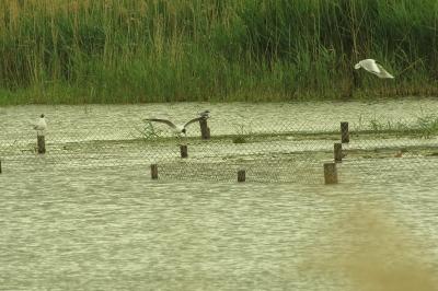 Mouette rieuse