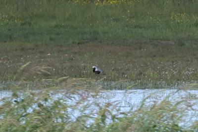 Pluvialis squatarola
