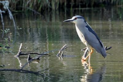 Nycticorax nycticorax