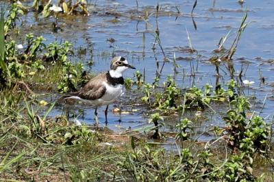 Charadrius dubius