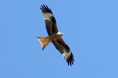 Milvus milvus