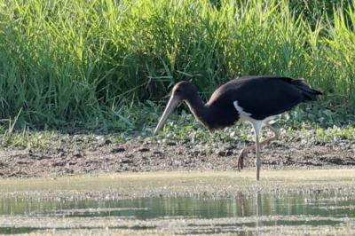Cigogne noire