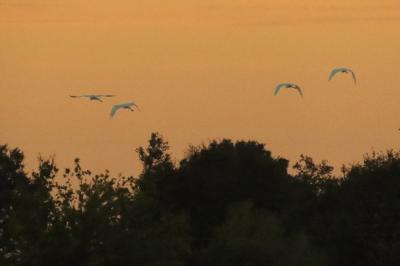 Grande Aigrette