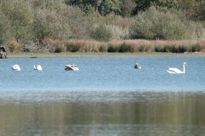 Cygne tuberculé