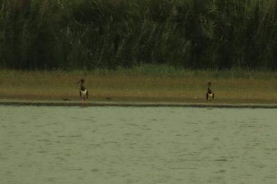 Cigogne noire