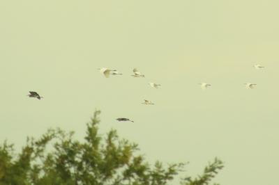 Grande Aigrette