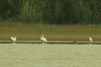 Grande Aigrette