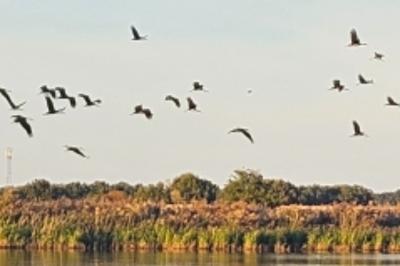 Cigogne noire