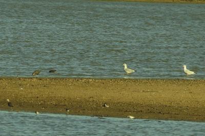 Mouette rieuse