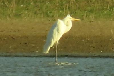 Grande Aigrette