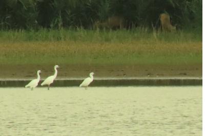 Aigrette garzette