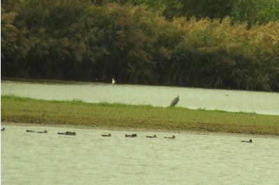 Canard colvert