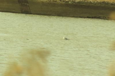 Mouette rieuse