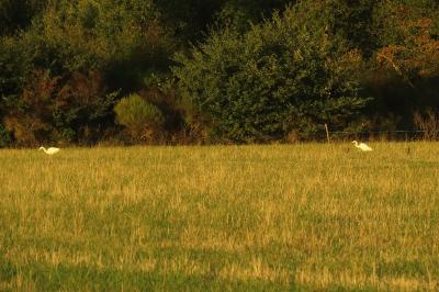Grande Aigrette