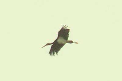 Cigogne noire